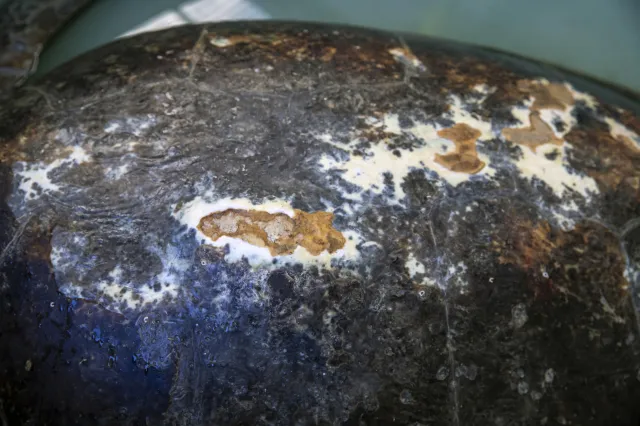 Mystery Disease Is Making Sea Turtle Shells Melt Exposing Bone Beneath ...