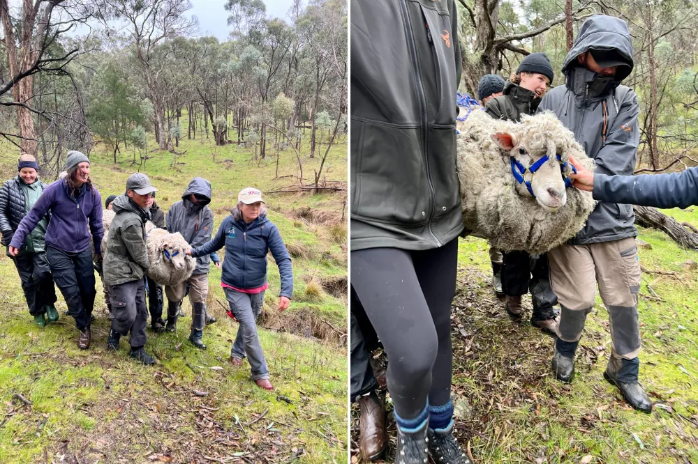 Sheep Getting Lost Sheep Lost in the Wild for Years Unrecognizable After 57lbs of Wool ...