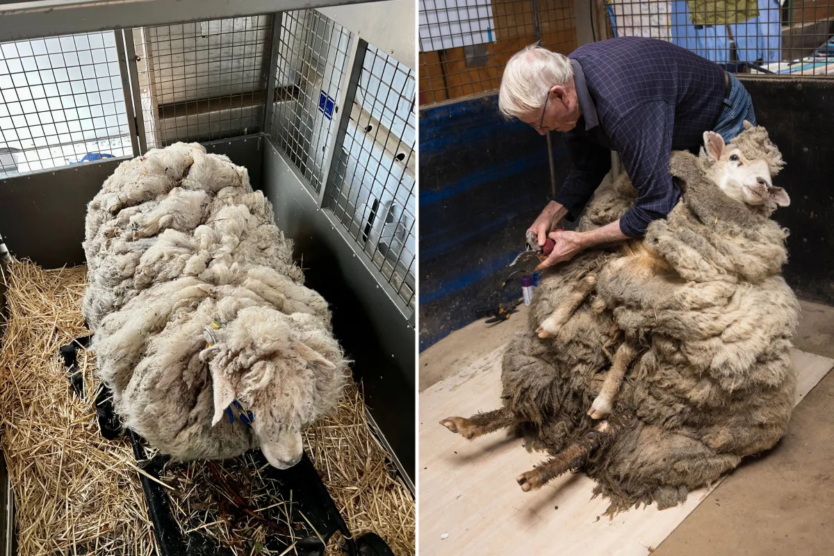 Sheep Lost in the Wild for Years Unrecognizable After 57lbs of Wool ...