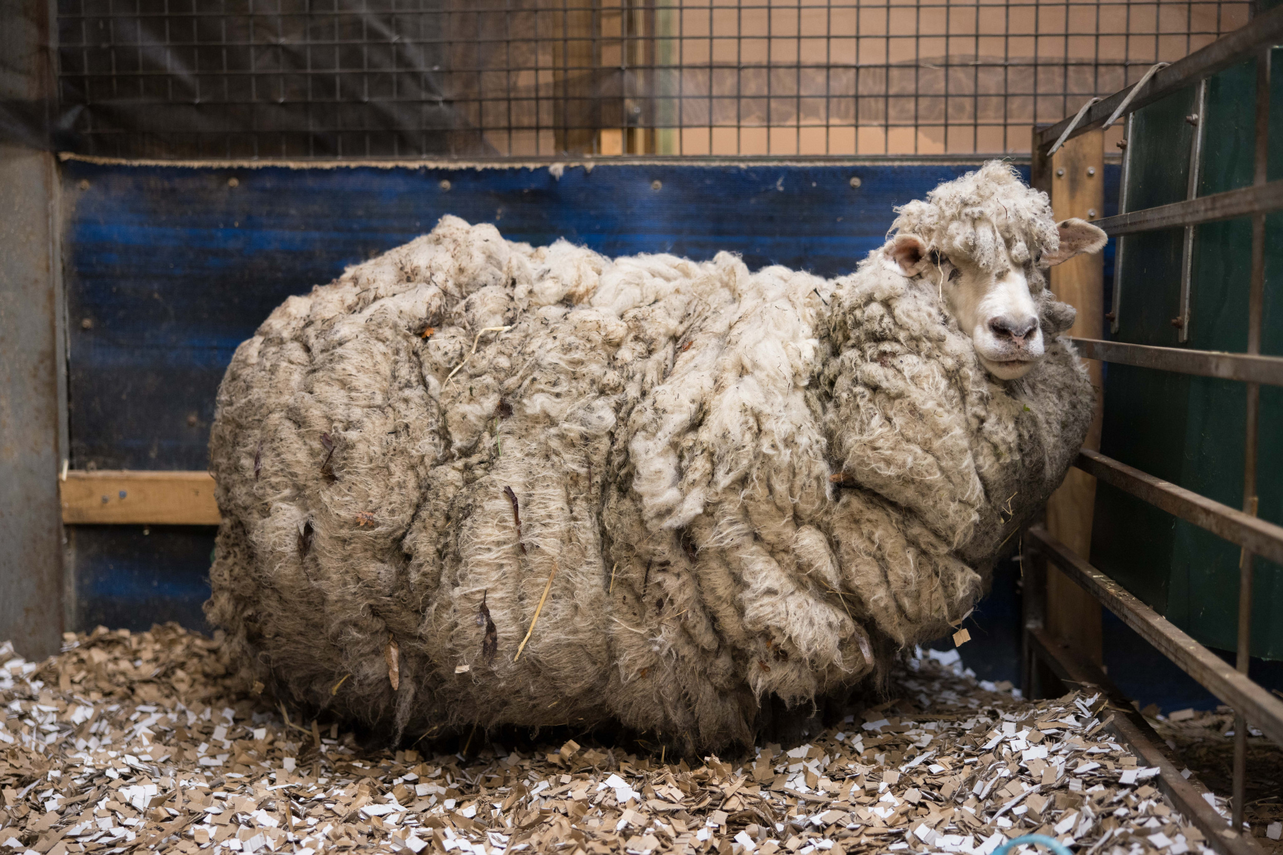 特撮 Sheep Sheep Covered In 80 Pounds Of Wool Makes Most Amazing