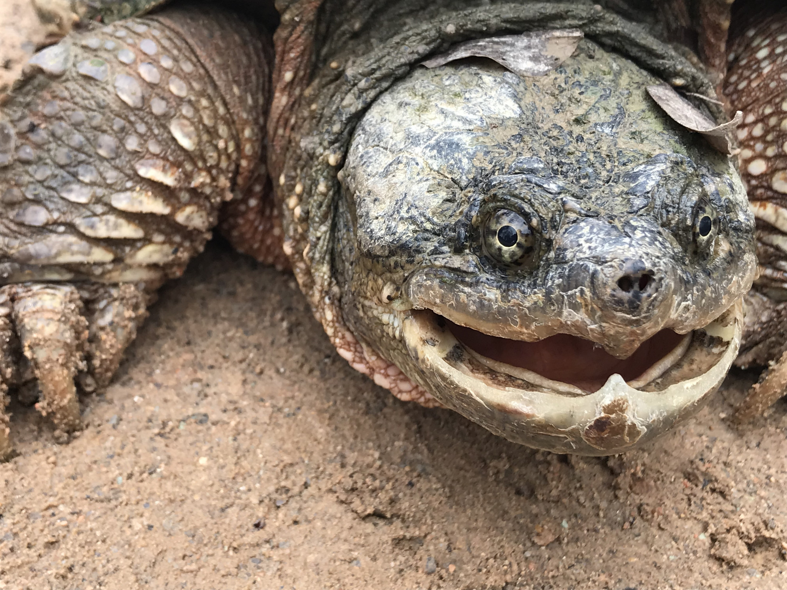 Texas Man Catches Enormous Alligator Snapping Turtle, Throws It