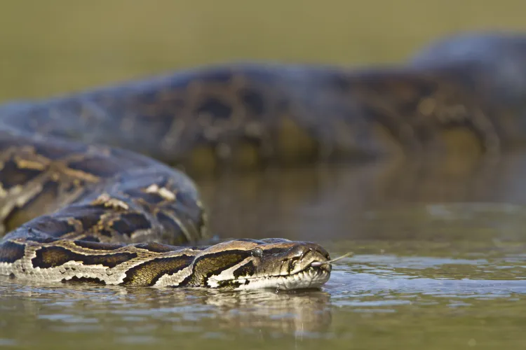 For Every Burmese Python You See, There Are 100 to 1,000 You Don’t ...