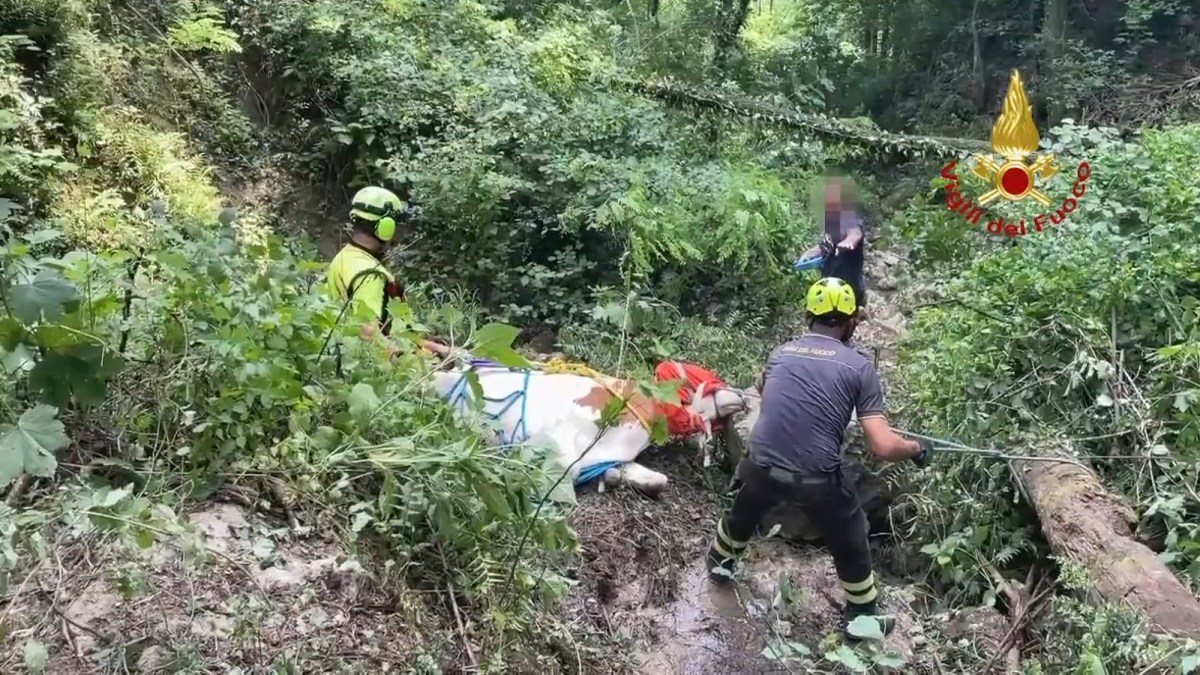 Watch: Trapped Cow Airlifted to Safety - Newsweek