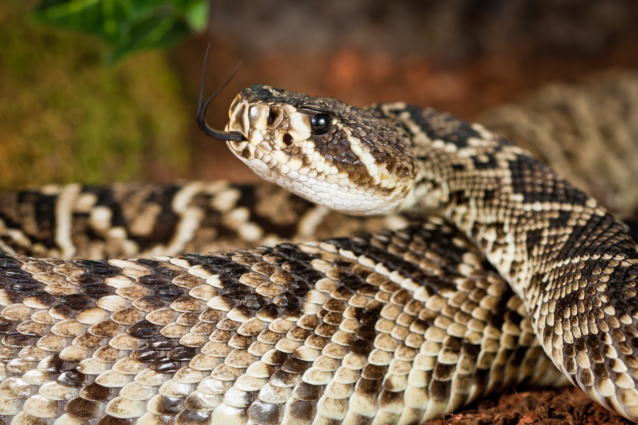 Over 100 'Dangerous' Snakes Seized by Police From Woman's Home