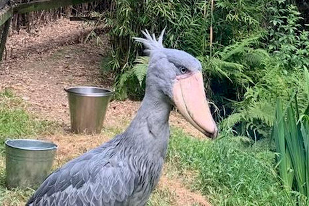 その他 shoebill Rare 'Dinosaur Bird' Patiently Awaits Mate to Save Their Species