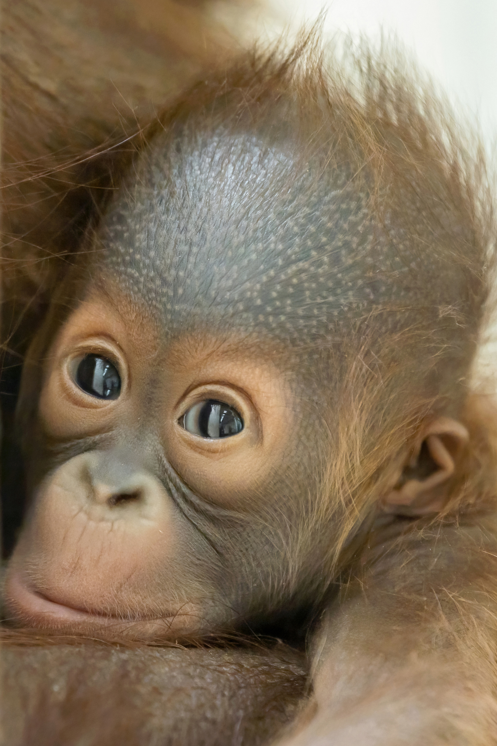Adorable Orangutan Baby Has Historic Name to Live Up to - Newsweek