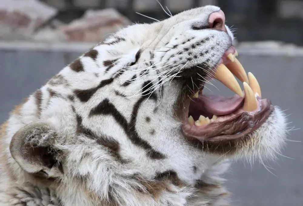 Three Siberian Tiger Cubs Bound for Syrian Zoo Rescued From Dire Conditions