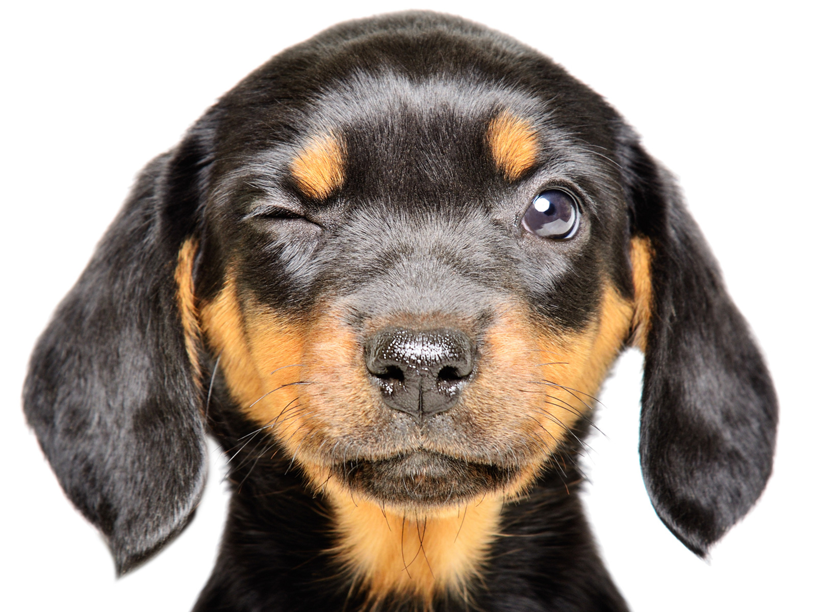 Dog's Horrified Reaction to New Puppy Goes Viral: 'No Need for