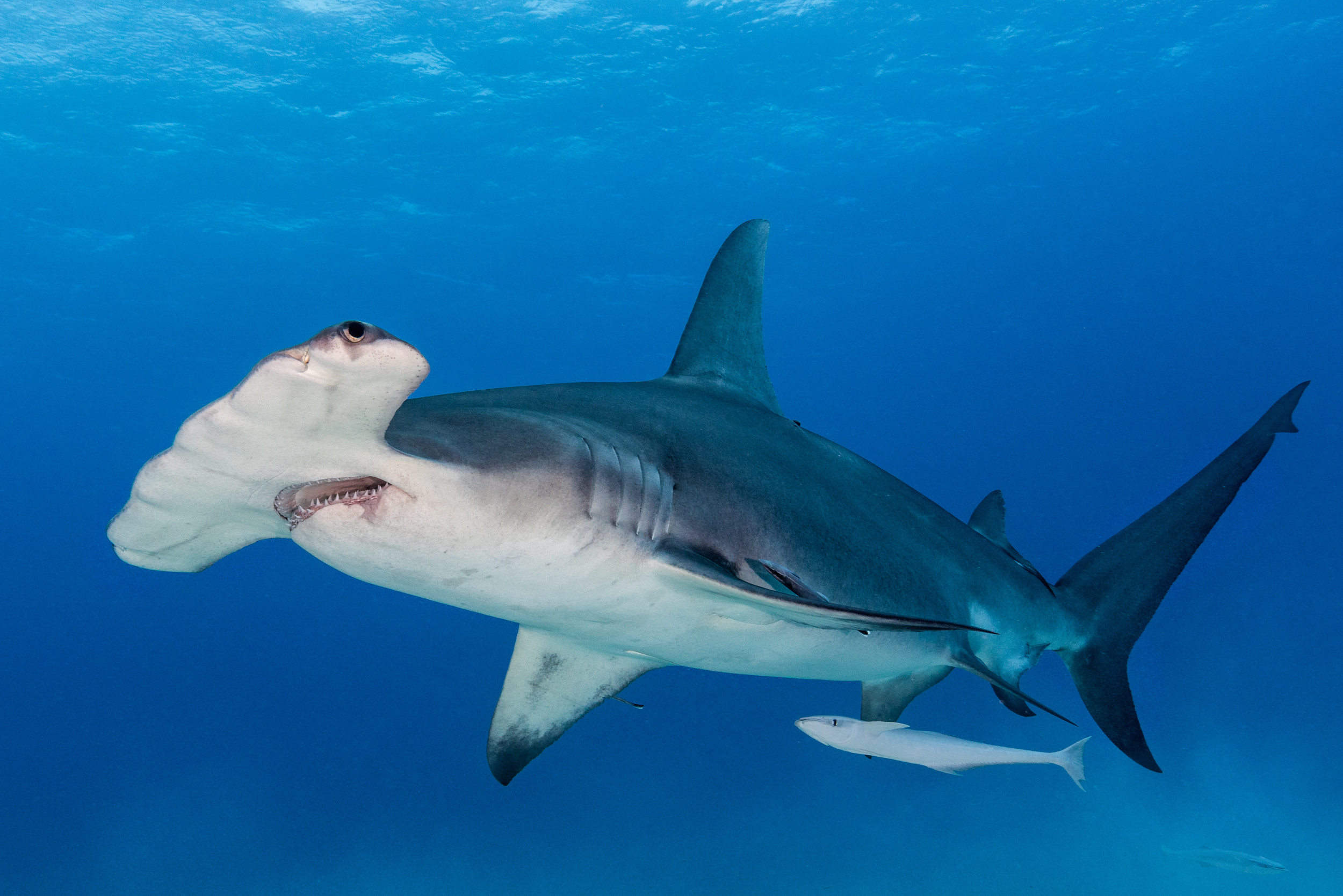 South Carolina Angler Catches 1,000lb Hammerhead Shark, Throws It