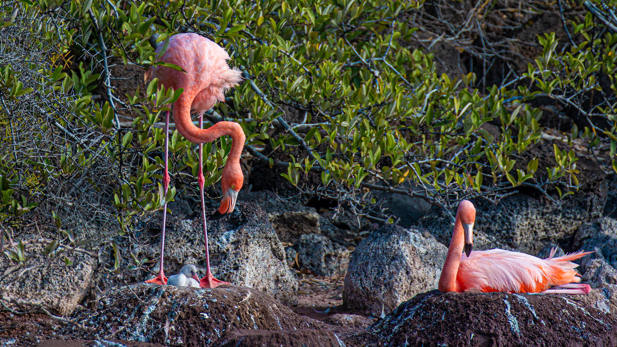 Flamingos Chased Away by Rats Return to Pacific Island After 20