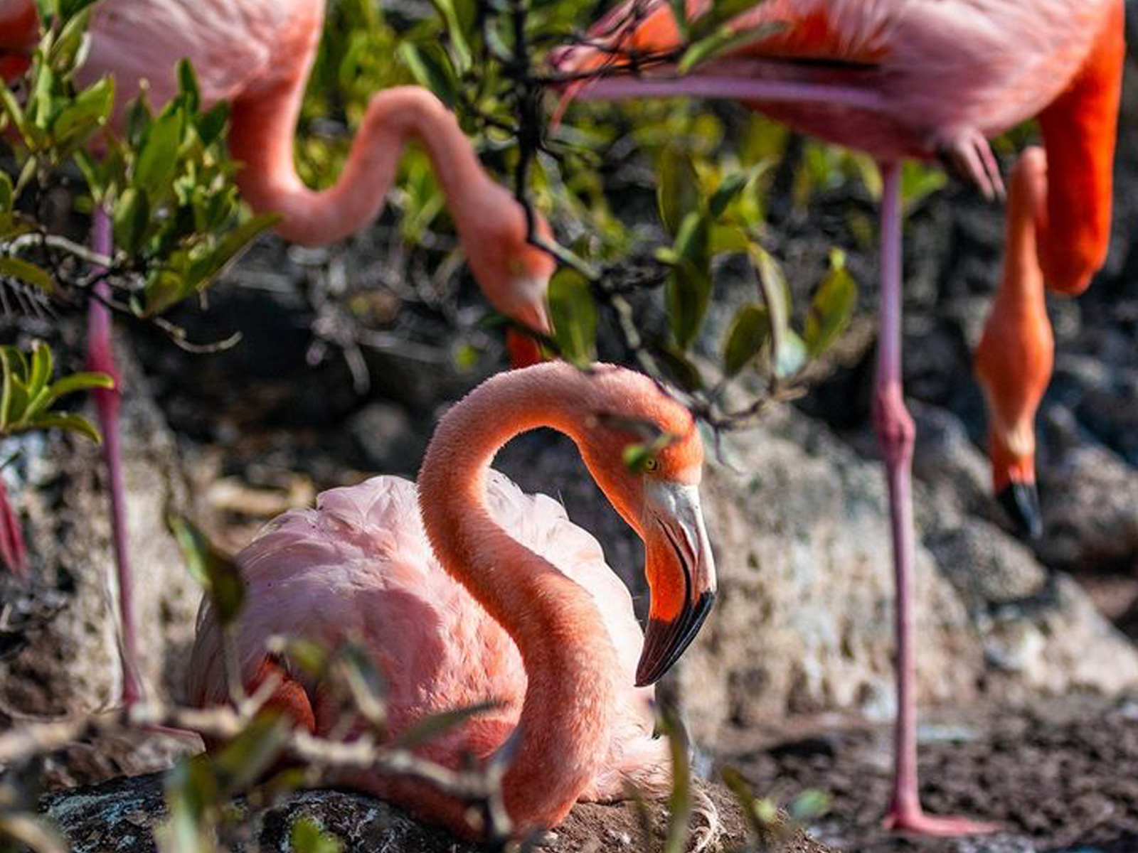 Flamingos Chased Away by Rats Return to Pacific Island After 20