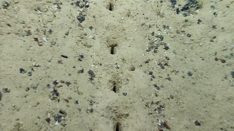 Mystery ‘Alien’ Holes Discovered on Seafloor, 8,300ft Below Ocean ...