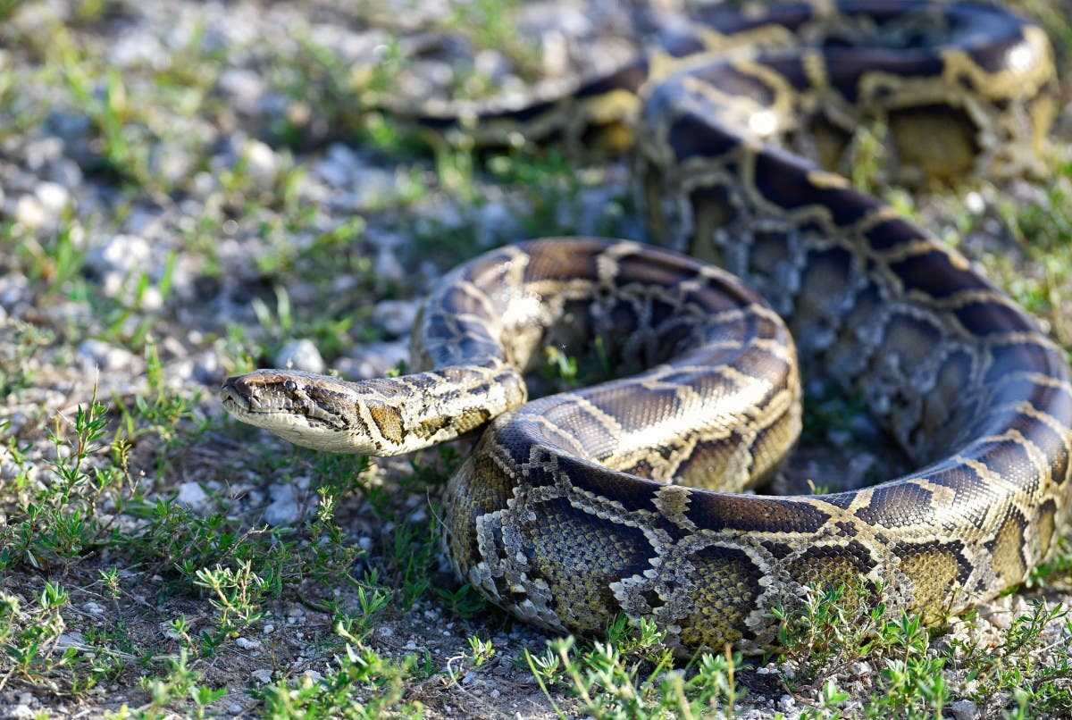 Why Burmese Pythons Are So Dangerous to Florida's Ecosystems - Newsweek