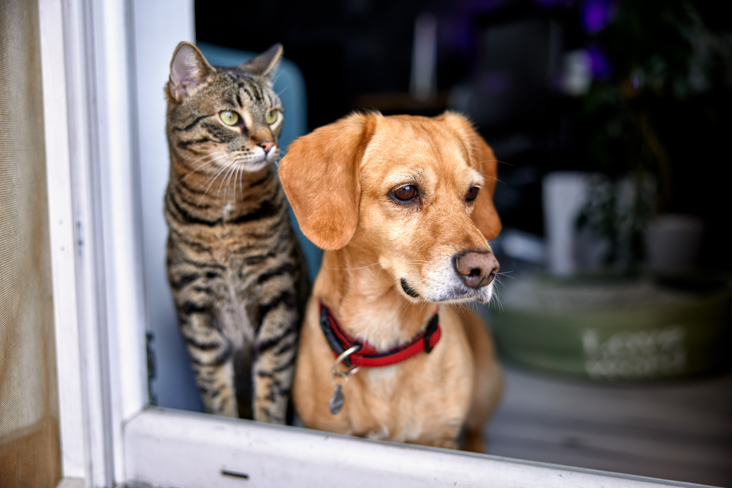 Rescue Dog and Cat Napping Together Go Viral on Their Picturesque