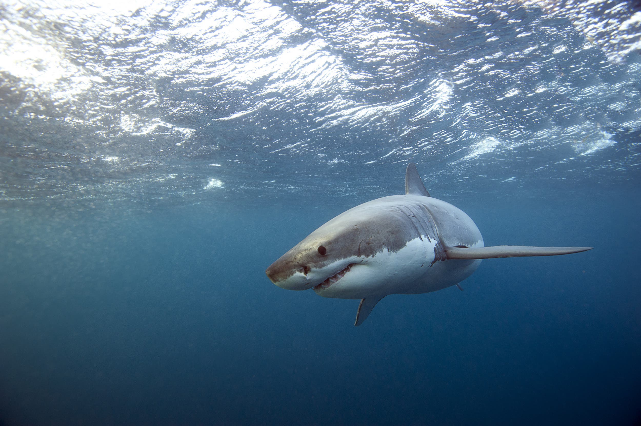 Great White Shark Over 13ft and 1,500lbs Tracked Near Sou