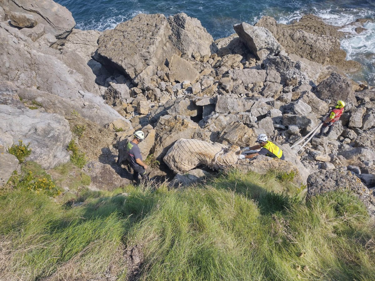 Cow Falls Off Cliff While Grazing, Hoisted to Safety by Helicopter ...