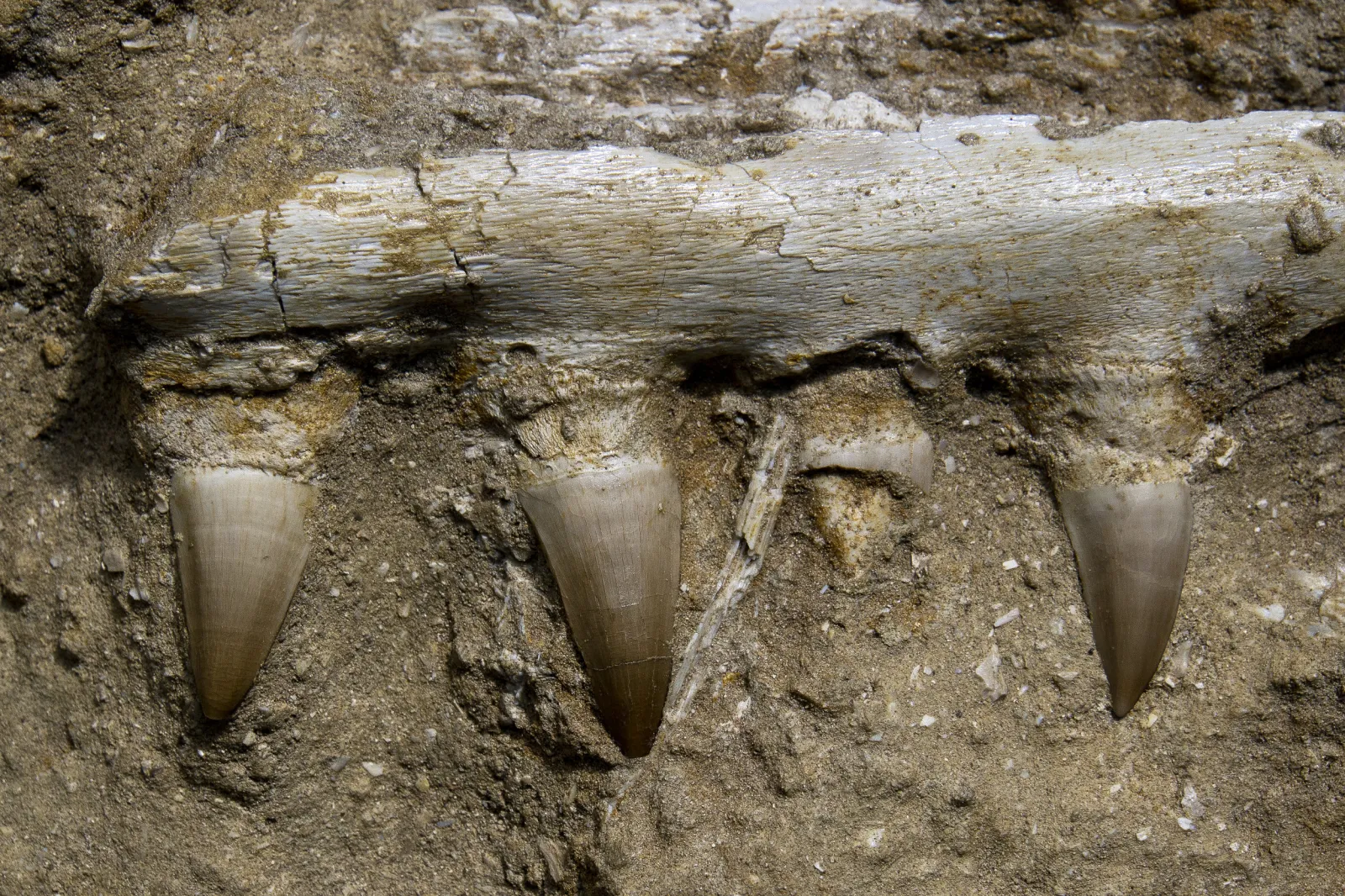 Fossil of 30-Foot Mosasaur, a Prehistoric Underwater Lizard, Found in Texas  - Newsweek