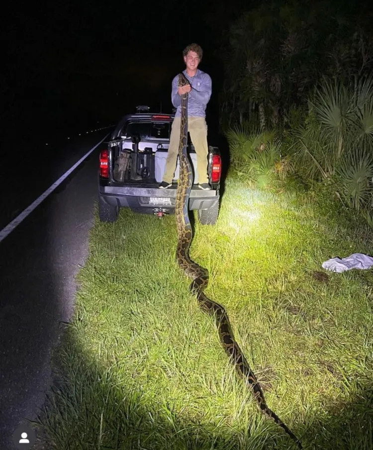 Burmese Python Bite Would ‘Tear the Skin Wide Open,’ Florida Hunter ...
