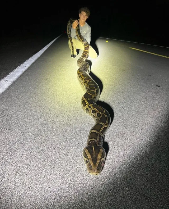 Burmese Python Bite Would ‘Tear the Skin Wide Open,’ Florida Hunter ...