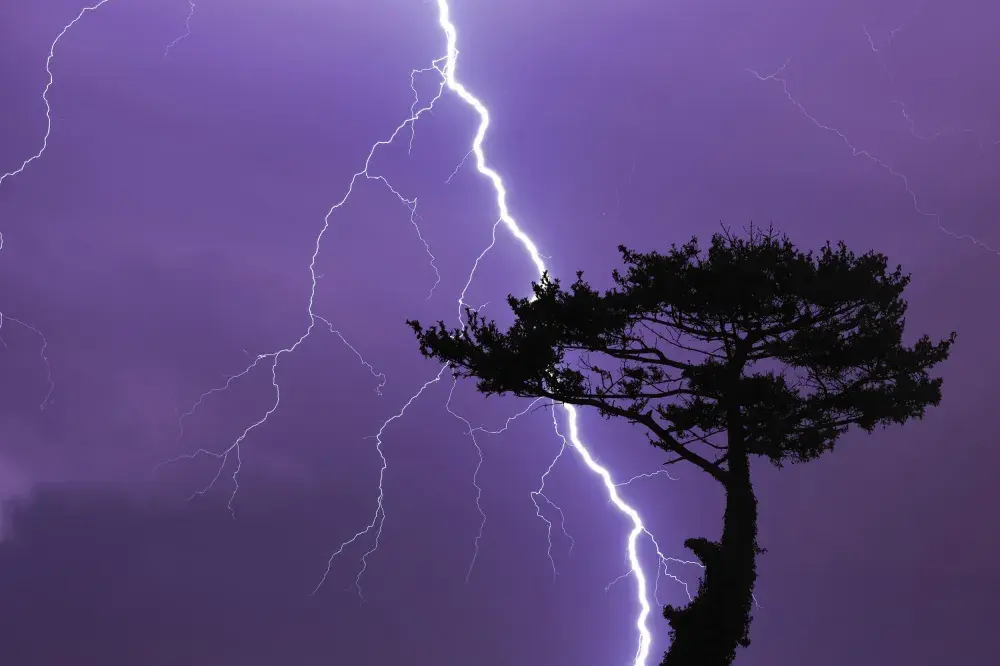 Fact Check: Does Video Show People Killed by Lightning Striking a Tree?
