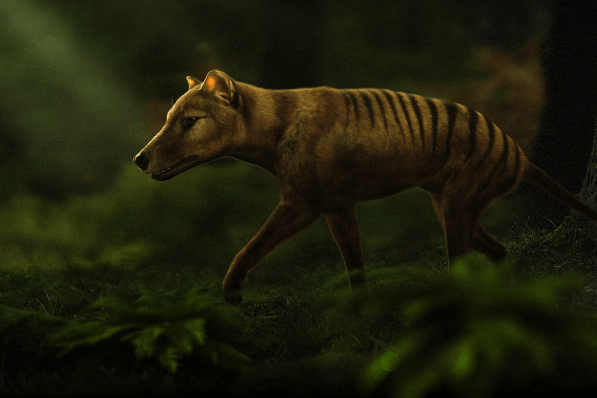 未使用！ TASMANIAN TIGER 2097872-thylacine-tasmanian-