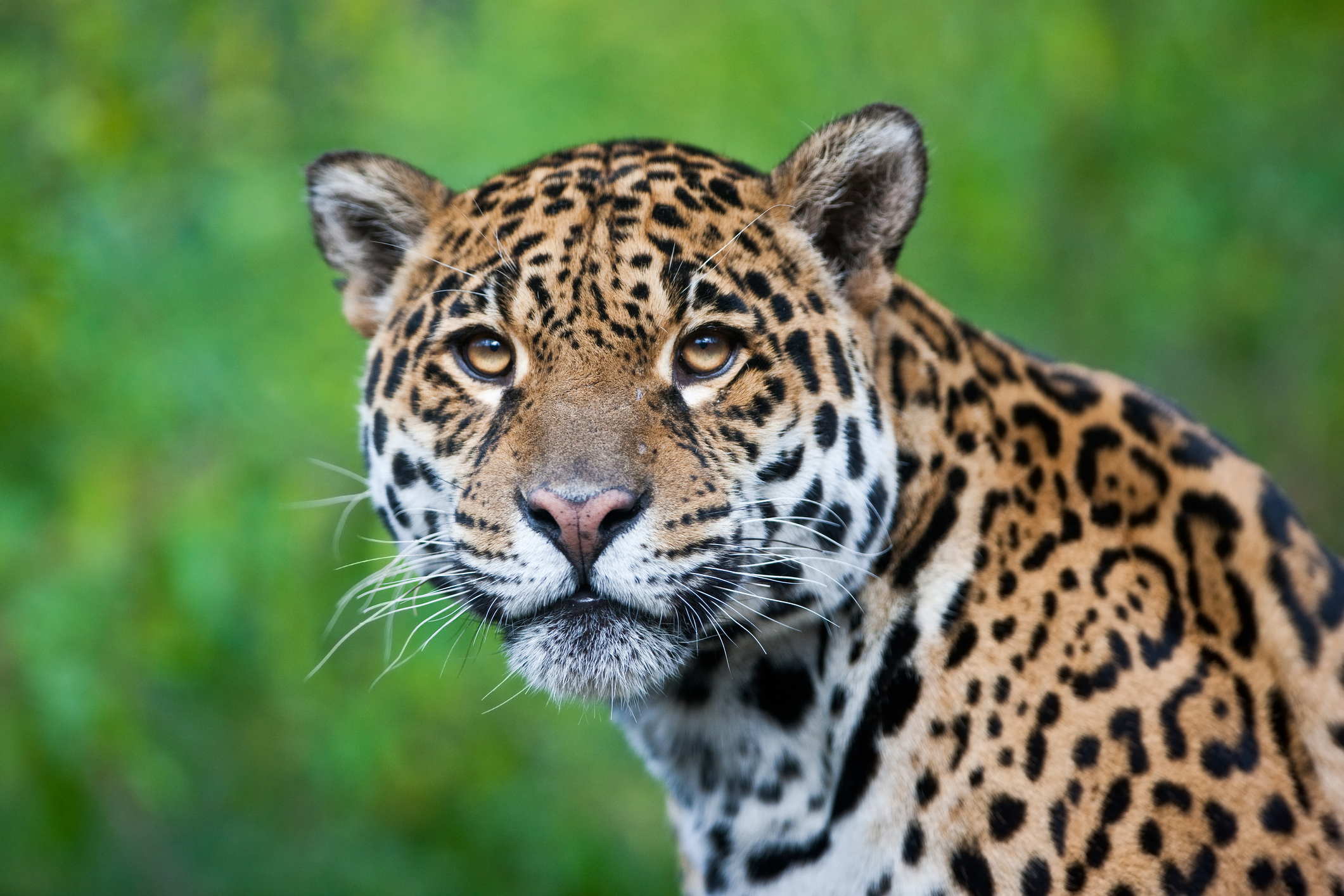 Jaguars Seen Back in U.S. Decades After Being Hunted Out - Newsweek
