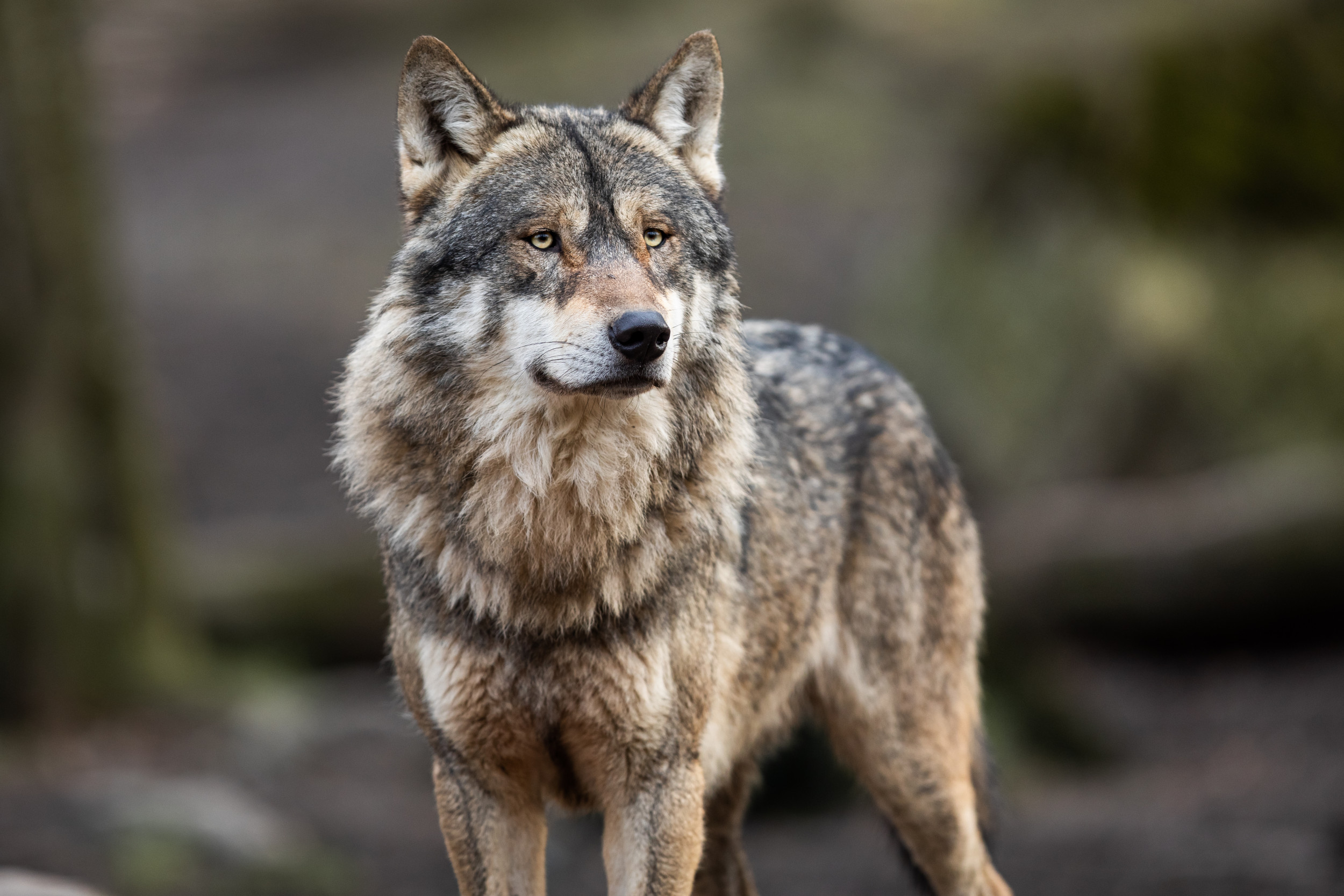 Wolves Still on Run After 'Malicious' Incident at Controversial
