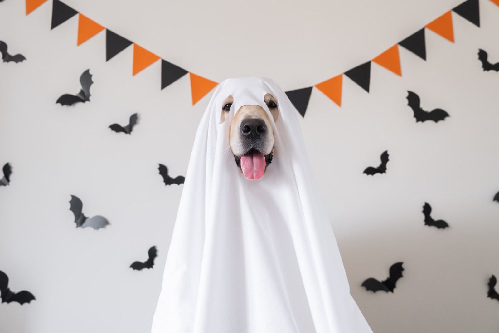 green emerald velvet dress Golden Retriever Ghost  Home Creations Milling & Signage