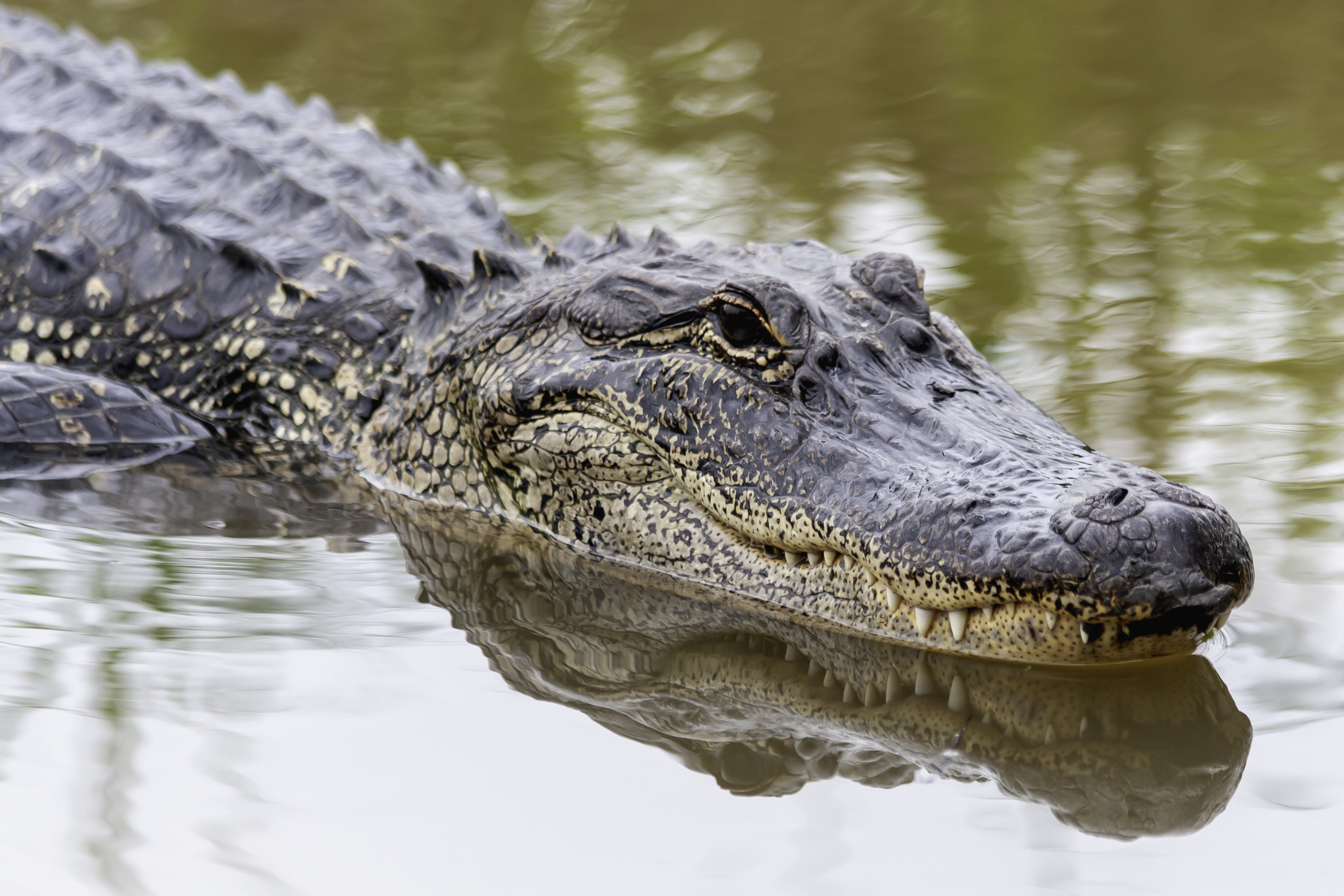 Big Alligator Turns Up at Florida Middle School - Newsweek