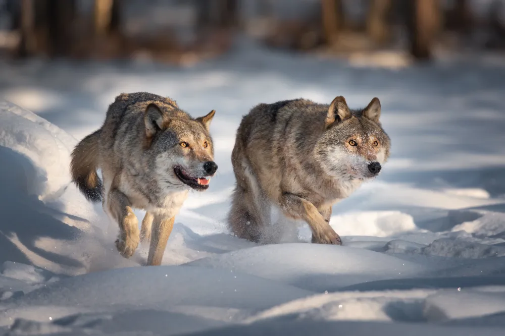 Wolves Up Wolves on Brink of Extinction Make Major Comeback on Michigan’s Isle ...