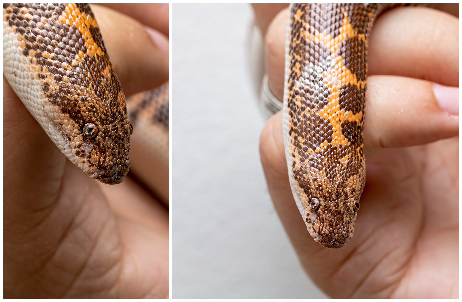 Hysterics over Snake That Looks like a 'Child's Best Effort at