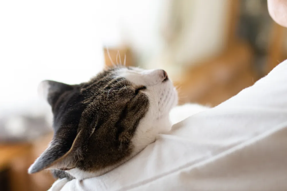 Tears As Family Reunited With Missing Cat After 5 Years: ‘Never Lose ...