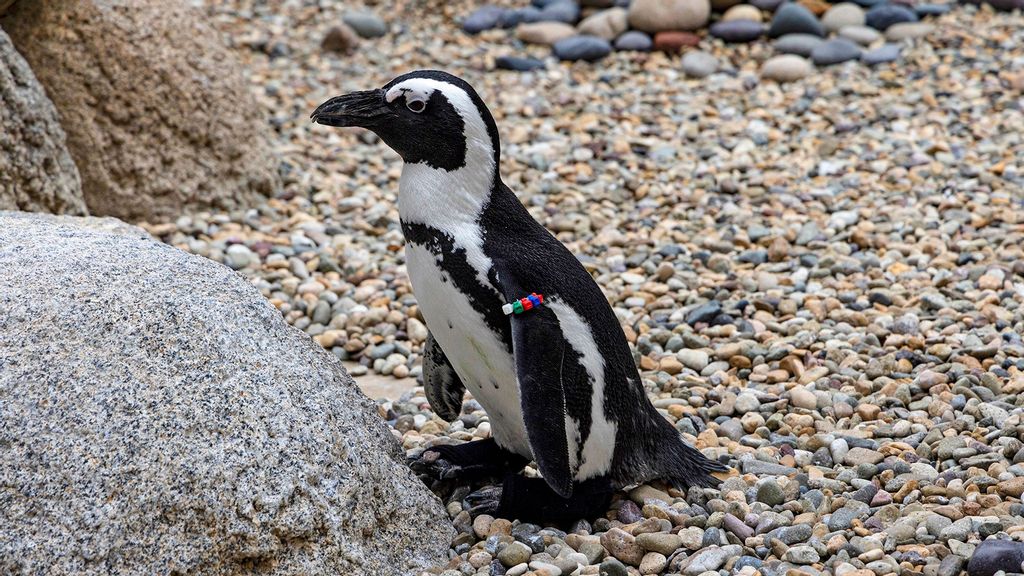 2108795-penguin-named-lucas-