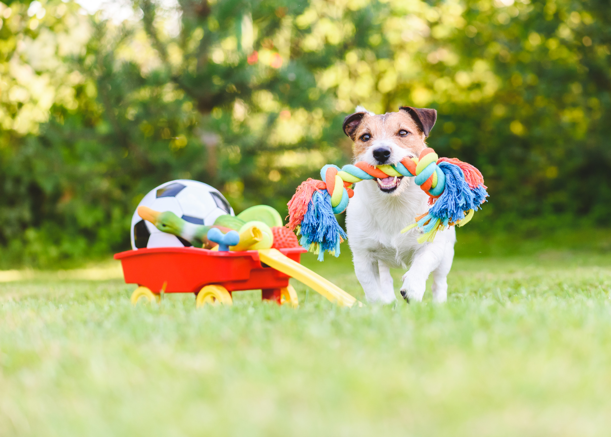 How Many Toys Should a Dog Have: Essential Guide for Happy Pets