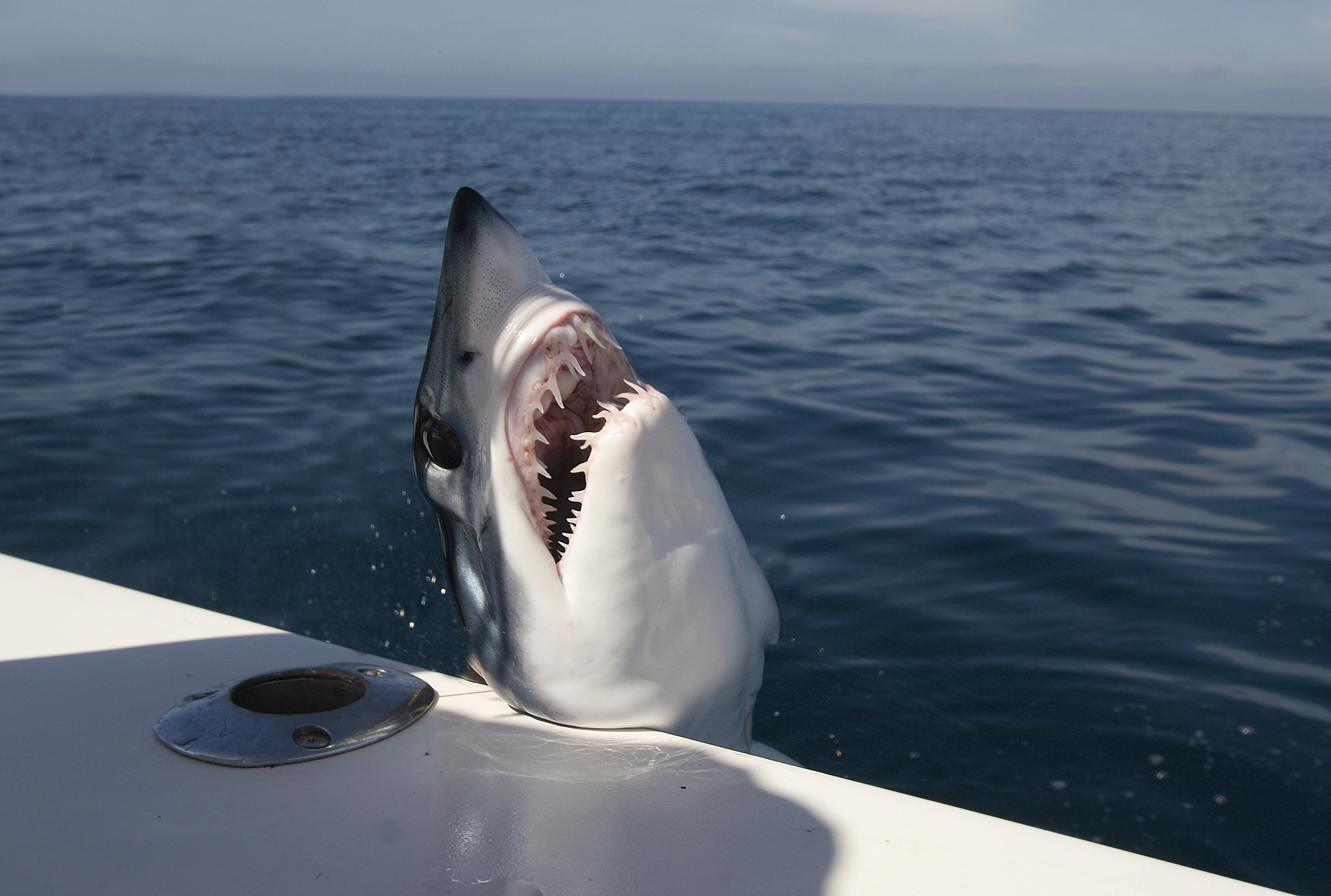 Watch Shocking Moment Shark Leaps onto Fishing Boat off Maine Coast -  Newsweek, image size:2658x1789