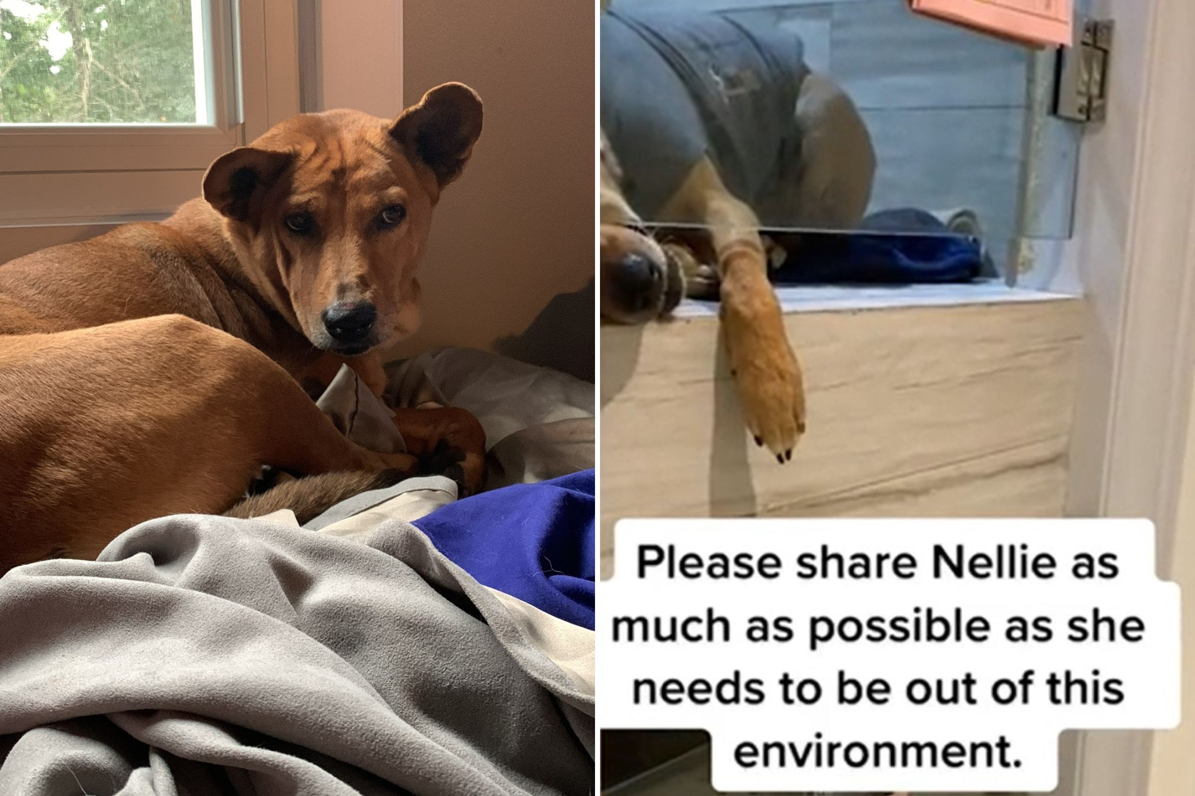 Rescue Dog Crying for 'Hours and Hours' in Shelter Has the