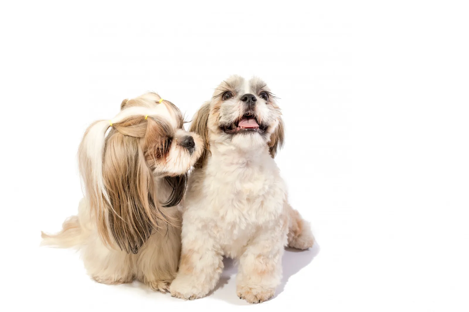 Shangle Pup Dog Gives Birth to Single Pup and the Pair Become ‘Besties’ in Viral ...