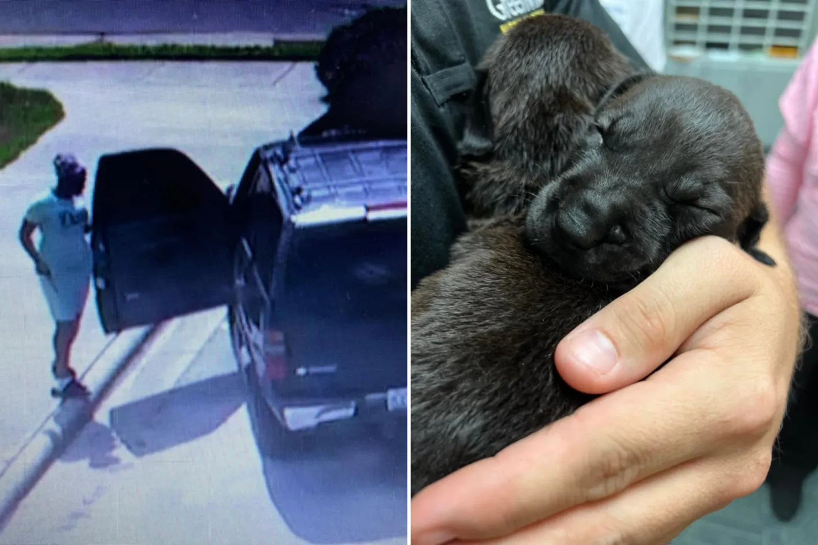 Cops Search for Dog Mom as Litter of 7 Puppies Abandoned, Woman Charged ...