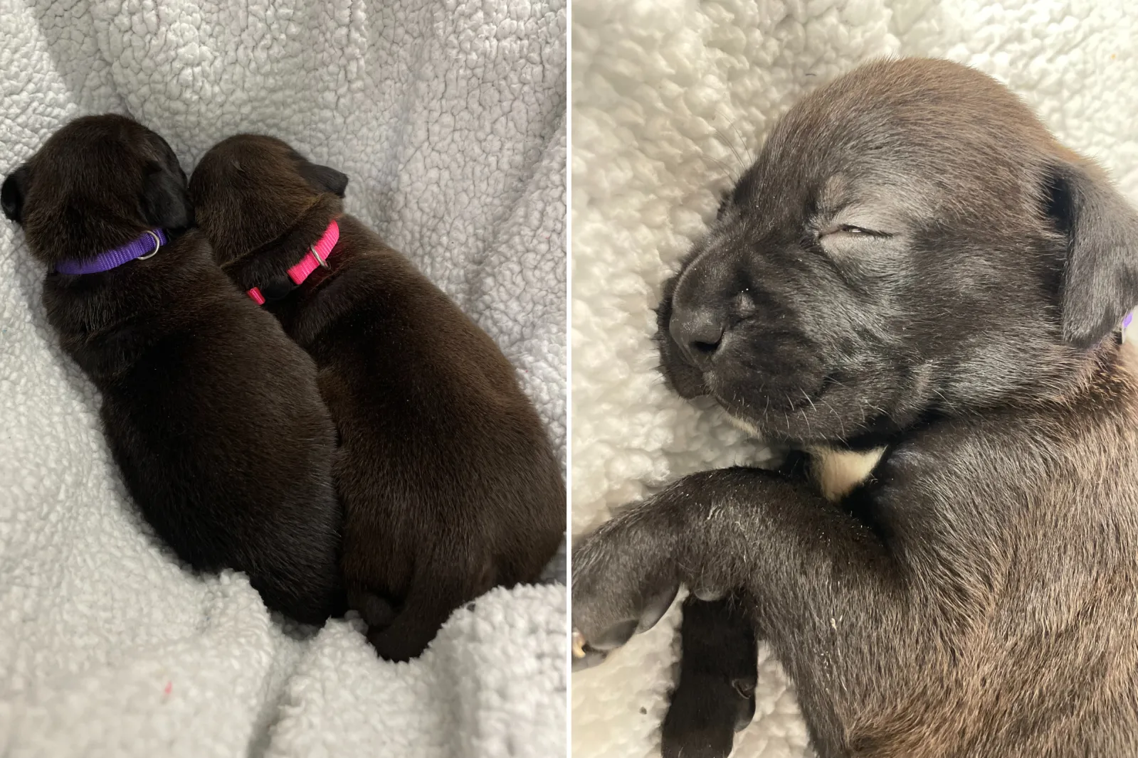 Cops Search for Dog Mom as Litter of 7 Puppies Abandoned, Woman Charged ...
