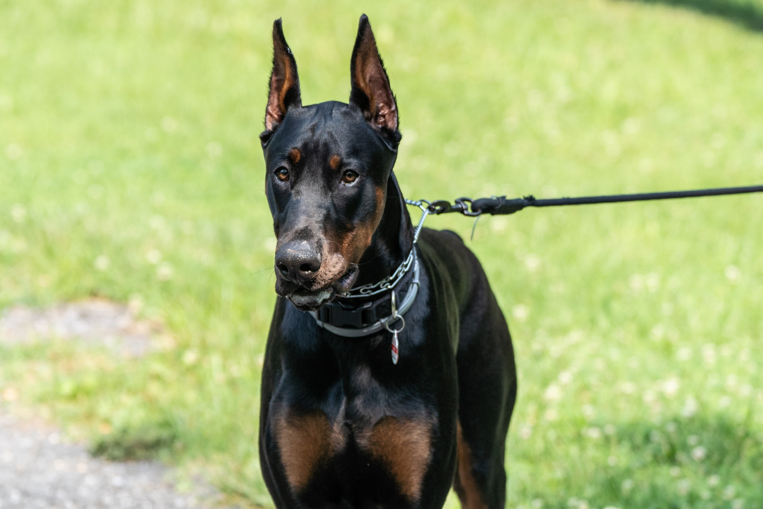 Hilarious Moment Doberman Appears to 'Catwalk' in Yard Goes Viral