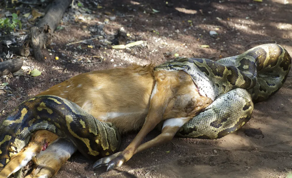 Python Eating A Goat Watch Enormous 19.5ft Python Get Caught after Swallowing Goat Whole ...