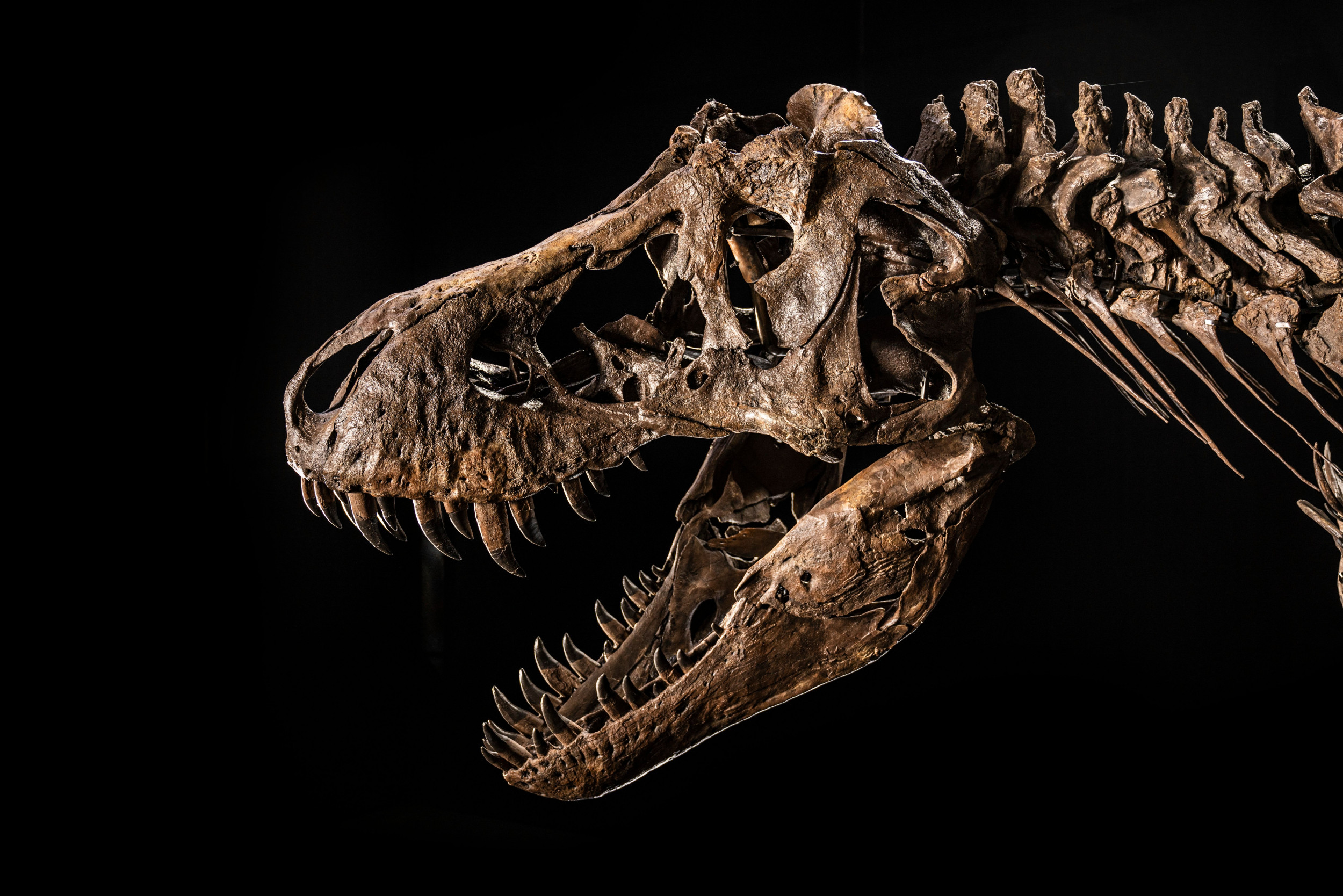 Another T. Rex Is Being Auctioned, Horrifying Scientists Again