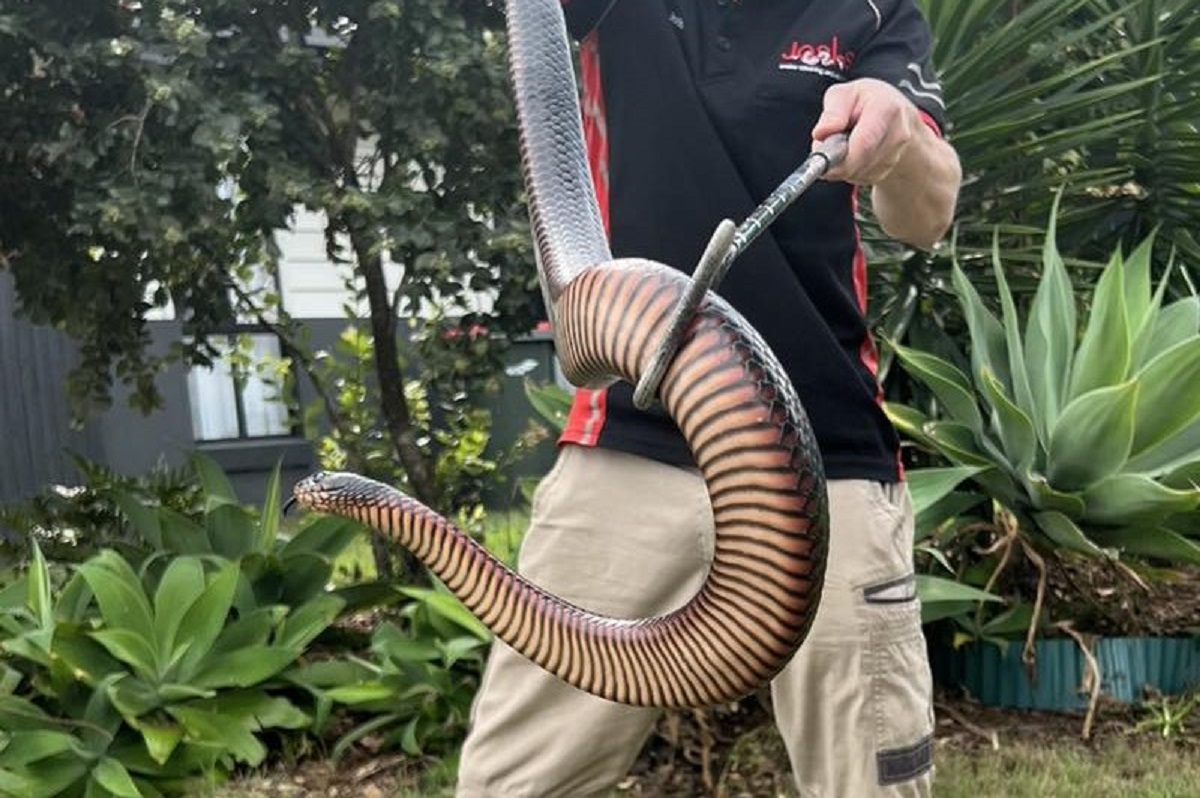 Huge Venomous Snake Found on Homeowner's Windowsill: 'Absolute