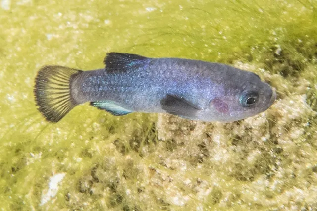 Fish Navaka Earthquake Reveals Hundreds of Extremely Rare Fish in Nevada Cave ...