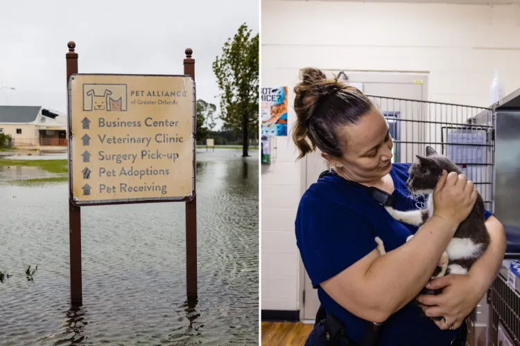 Florida Shelter Fears Rise in Abandoned Animals After Hurricane Ian ...