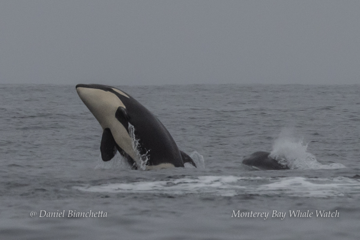 Humpback Whales Spotted Charging Orca Trying to Hunt in Monterey