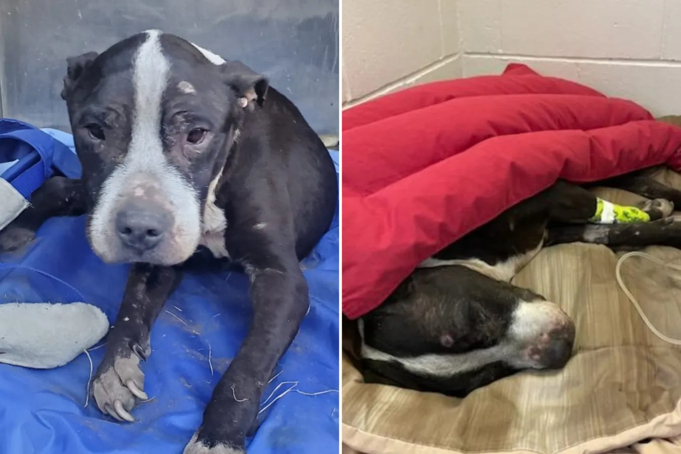 Dog Dies After Being Buried Alive in Heartbreaking Abuse Case - Newsweek