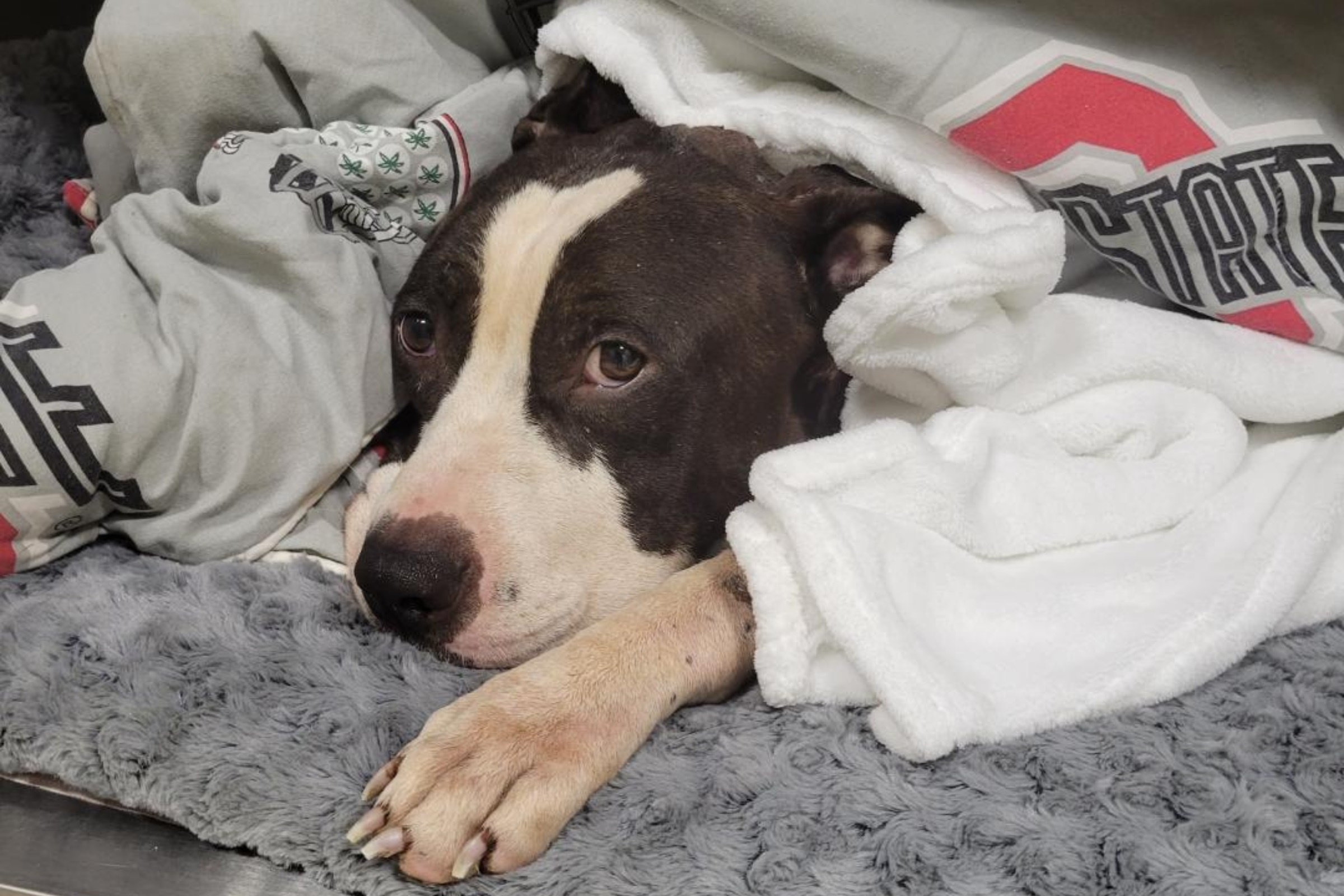 We Rescued a Dog That Was Shot In The Head' - Newsweek