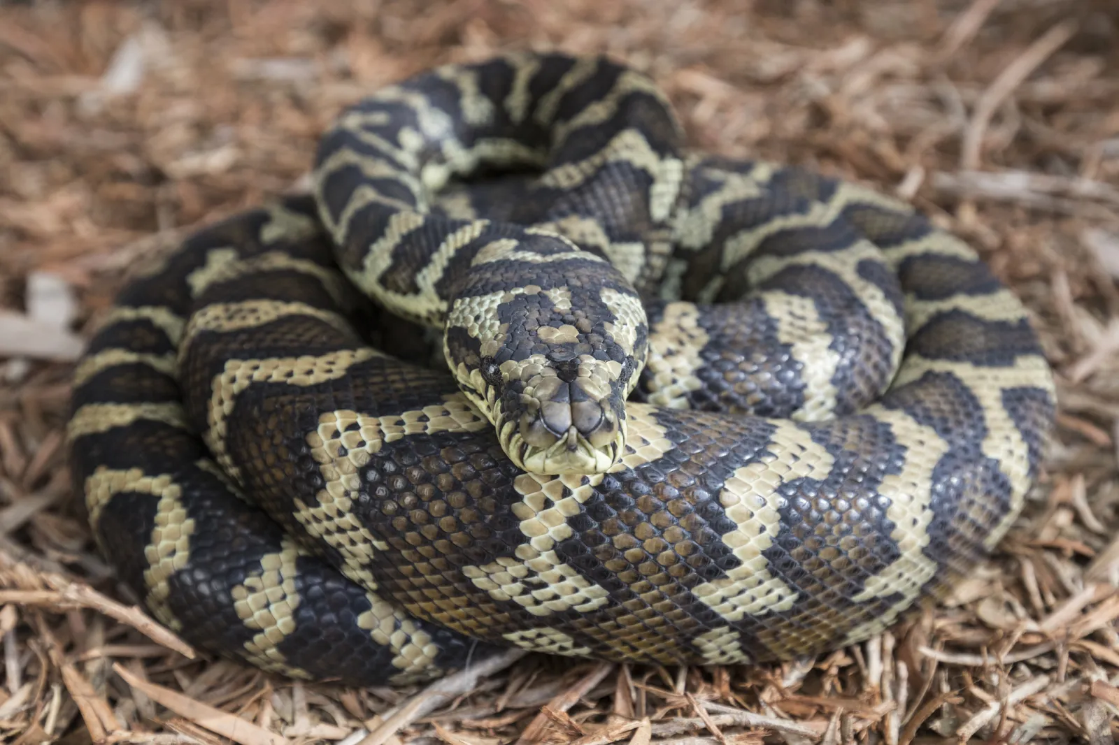 Watch Two Massive Male Carpet Pythons in Vicious Brawl - Newsweek
