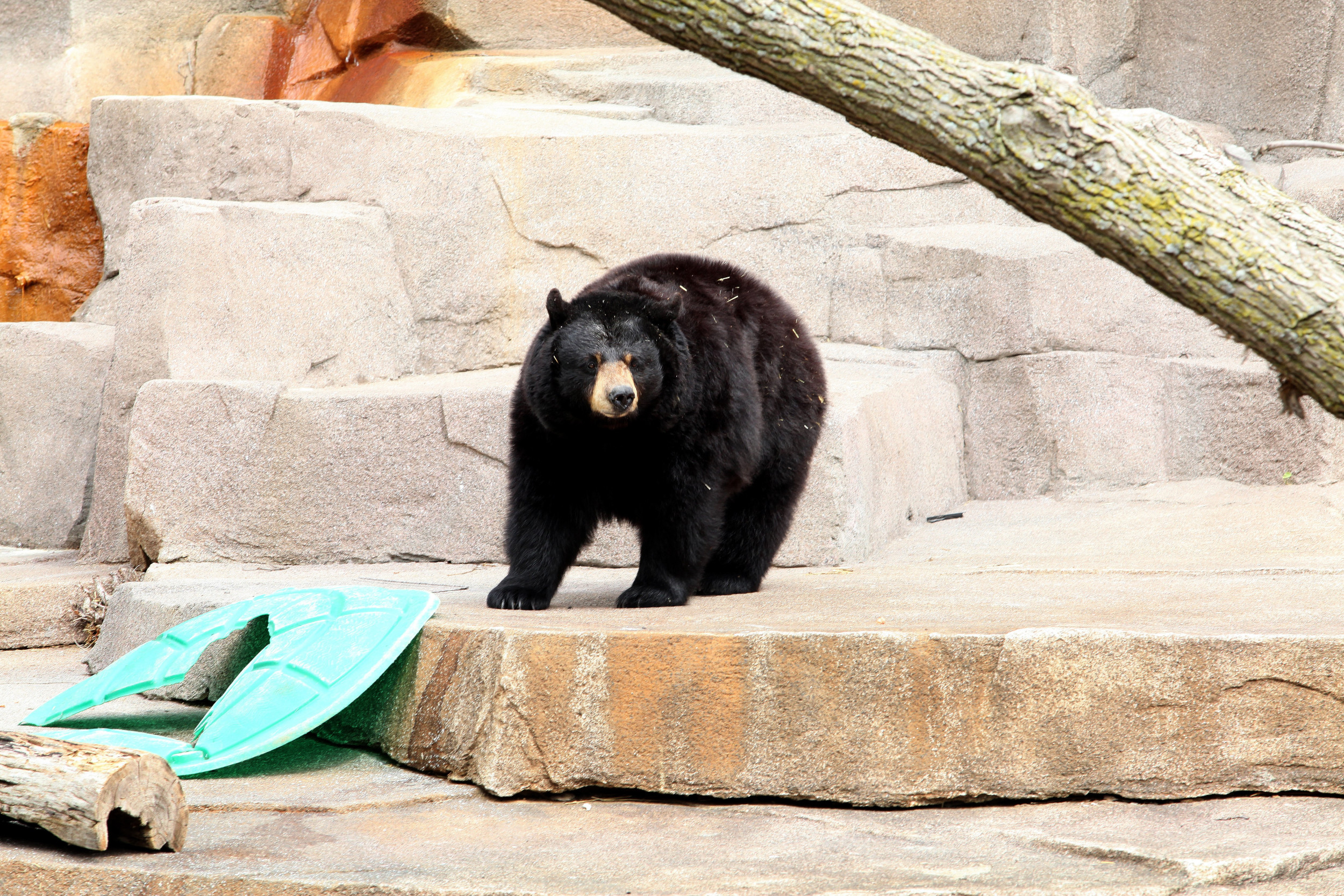 Photos Show Large Bear 'Hanging' Outside Doors in Montana